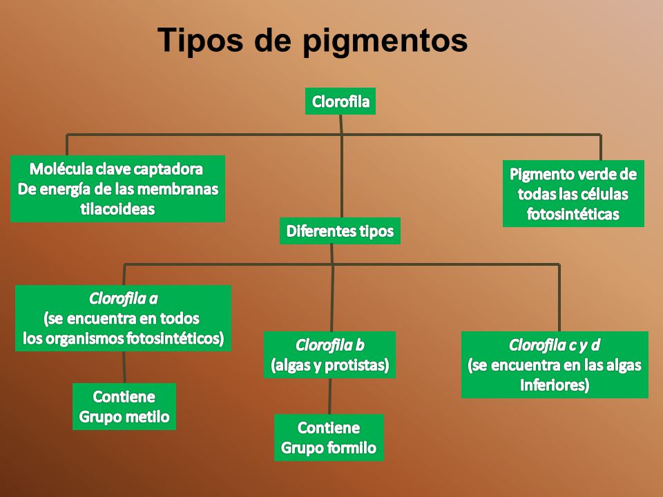 Tipos de pigmentos Clorofila Molécula clave captadora