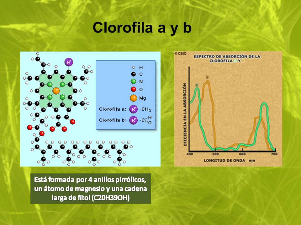 Clorofila a y b Está formada por 4 anillos pirrólicos,