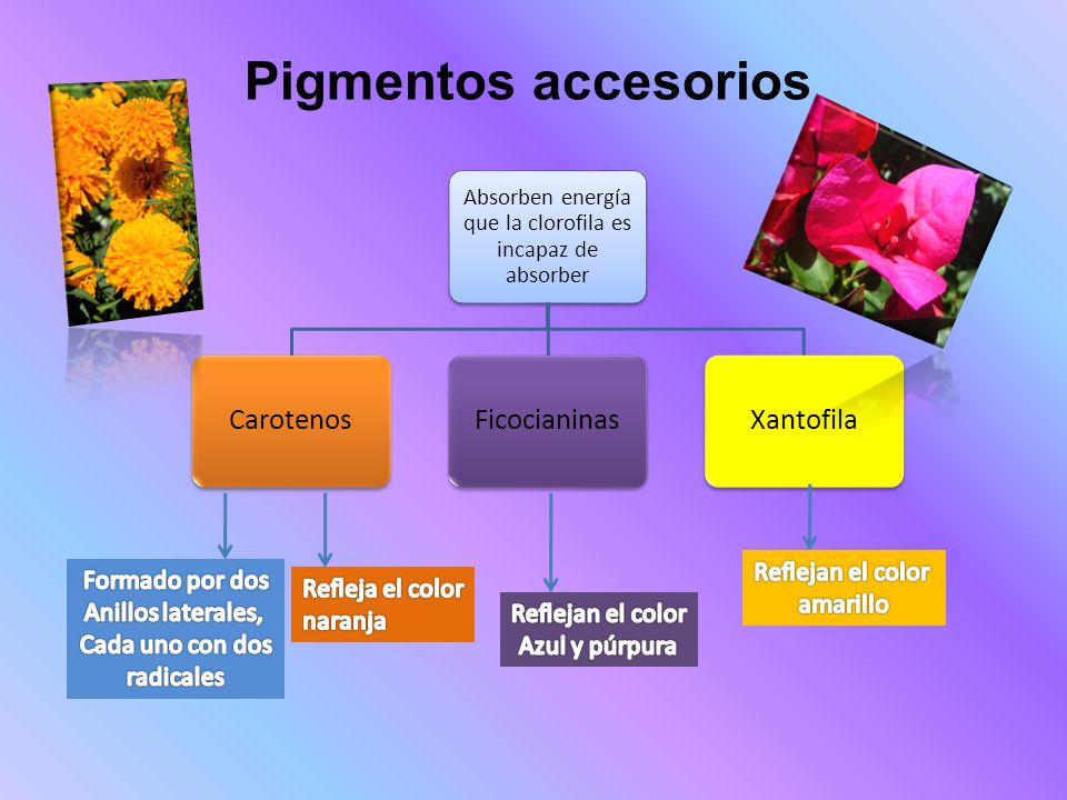 Absorben energía que la clorofila es incapaz de absorber