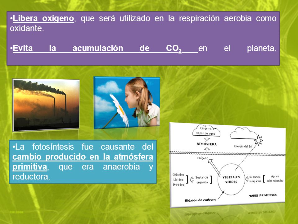 Libera oxígeno, que será utilizado en la respiración aerobia como oxidante.