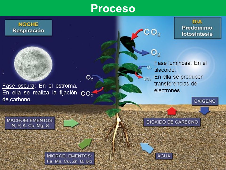 Proceso En la fotosíntesis se diferencian dos etapas, con dos tipos de reacciones. Fase luminosa: En el tilacoide.