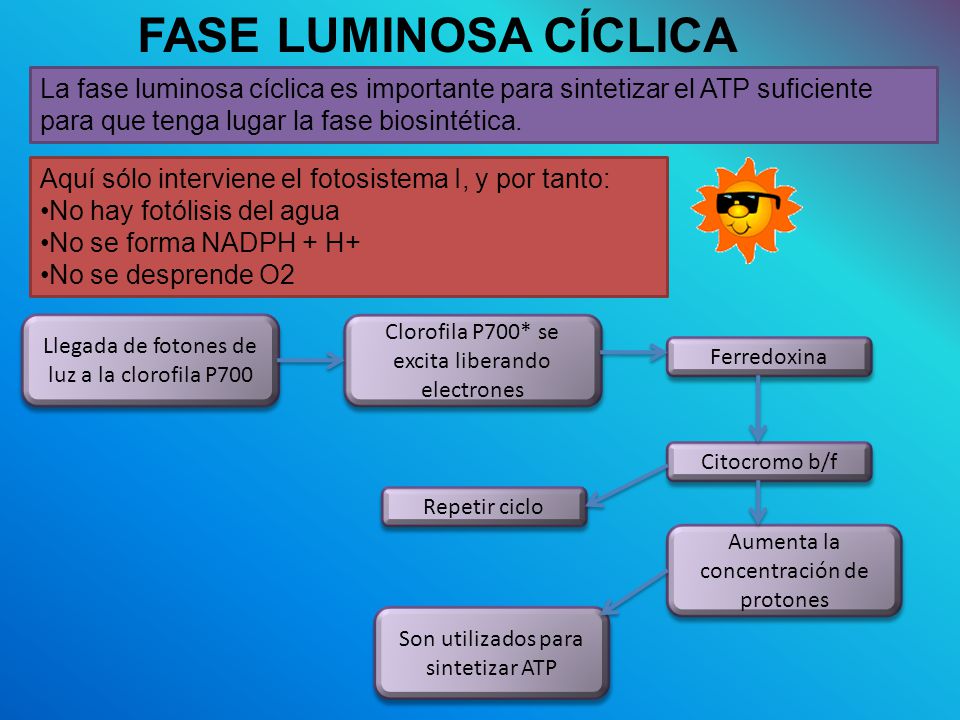 FASE LUMINOSA CÍCLICA La fase luminosa cíclica es importante para sintetizar el ATP suficiente para que tenga lugar la fase biosintética.