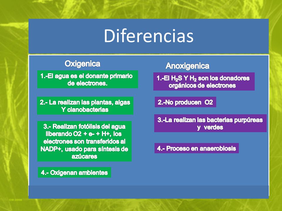 Oxigenica Anoxigenica 1.-El agua es el donante primario de electrones.