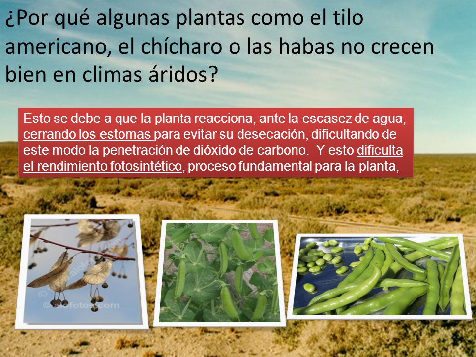 ¿Por qué algunas plantas como el tilo americano, el chícharo o las habas no crecen bien en climas áridos