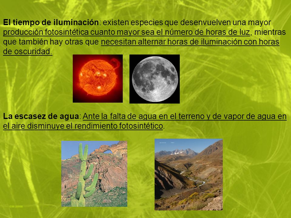 El tiempo de iluminación: existen especies que desenvuelven una mayor producción fotosintética cuanto mayor sea el número de horas de luz, mientras que también hay otras que necesitan alternar horas de iluminación con horas de oscuridad.