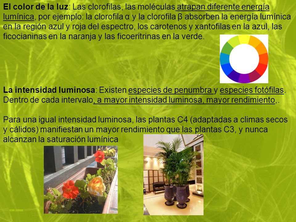 El color de la luz: Las clorofilas, las moléculas atrapan diferente energía lumínica, por ejemplo: la clorofila α y la clorofila β absorben la energía lumínica en la región azul y roja del espectro, los carotenos y xantofilas en la azul, las ficocianinas en la naranja y las ficoeritrinas en la verde.