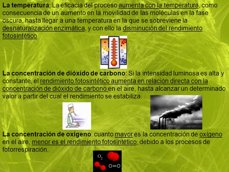 La temperatura: La eficacia del proceso aumenta con la temperatura, como consecuencia de un aumento en la movilidad de las moléculas en la fase oscura, hasta llegar a una temperatura en la que se sobreviene la desnaturalización enzimática, y con ello la disminución del rendimiento fotosintético