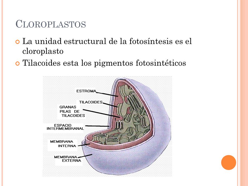 Cloroplastos La unidad estructural de la fotosíntesis es el cloroplasto.