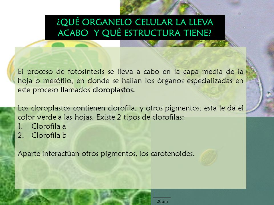 ¿QUÉ ORGANELO CELULAR LA LLEVA ACABO Y QUÉ ESTRUCTURA TIENE