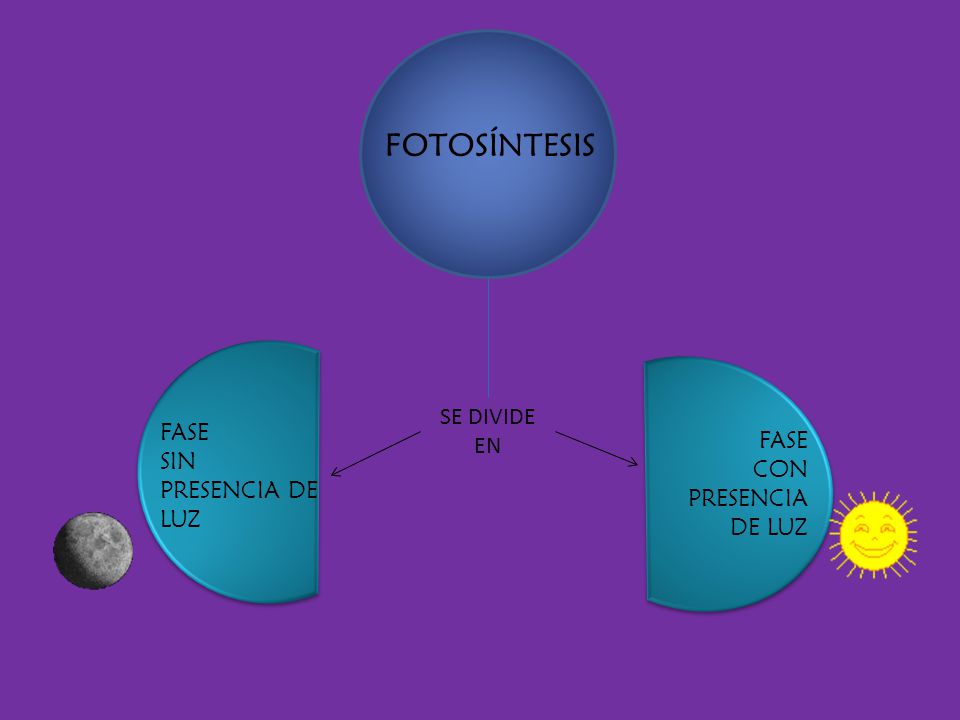 FOTOSÍNTESIS SE DIVIDE EN FASE FASE SIN PRESENCIA DE LUZ