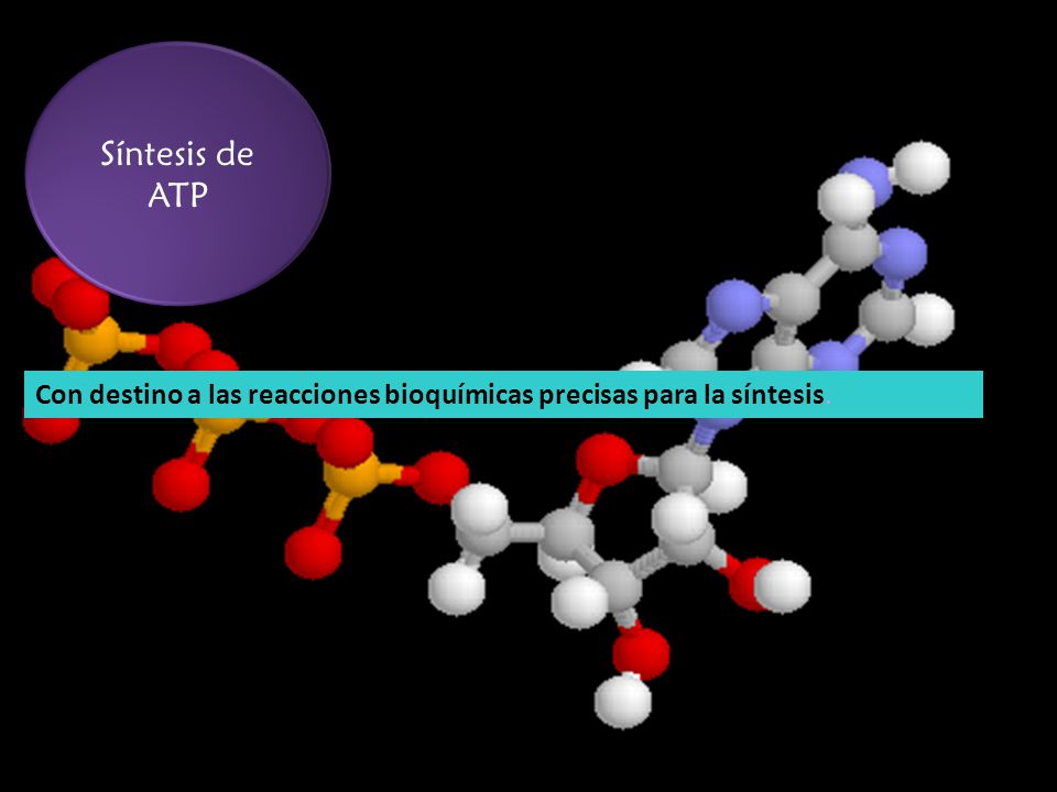 Síntesis de ATP Con destino a las reacciones bioquímicas precisas para la síntesis.