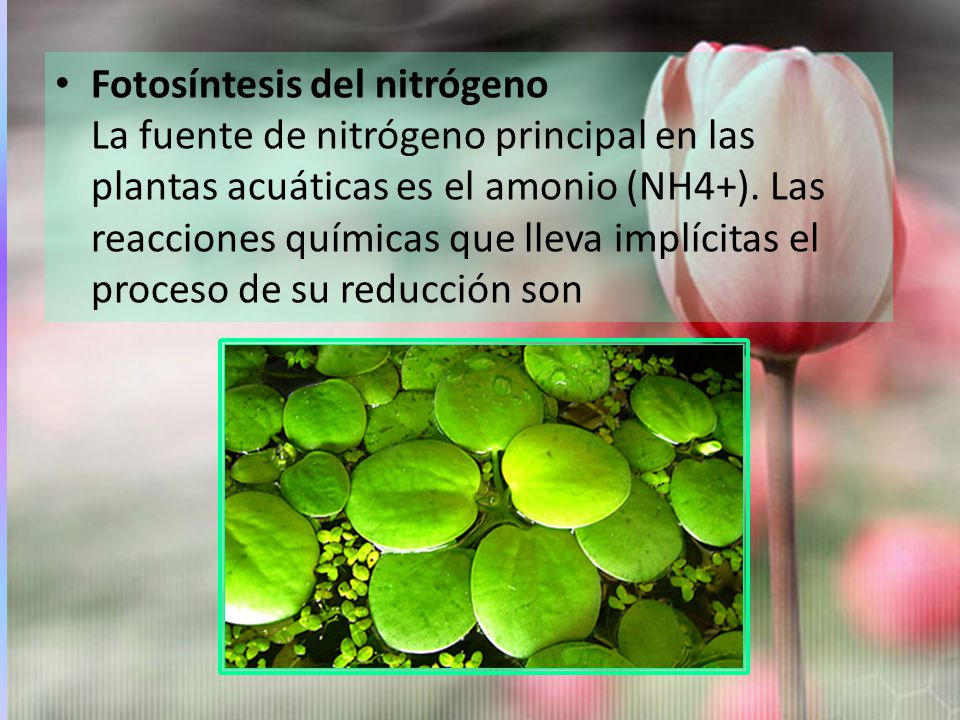 Fotosíntesis del nitrógeno La fuente de nitrógeno principal en las plantas acuáticas es el amonio (NH4+).