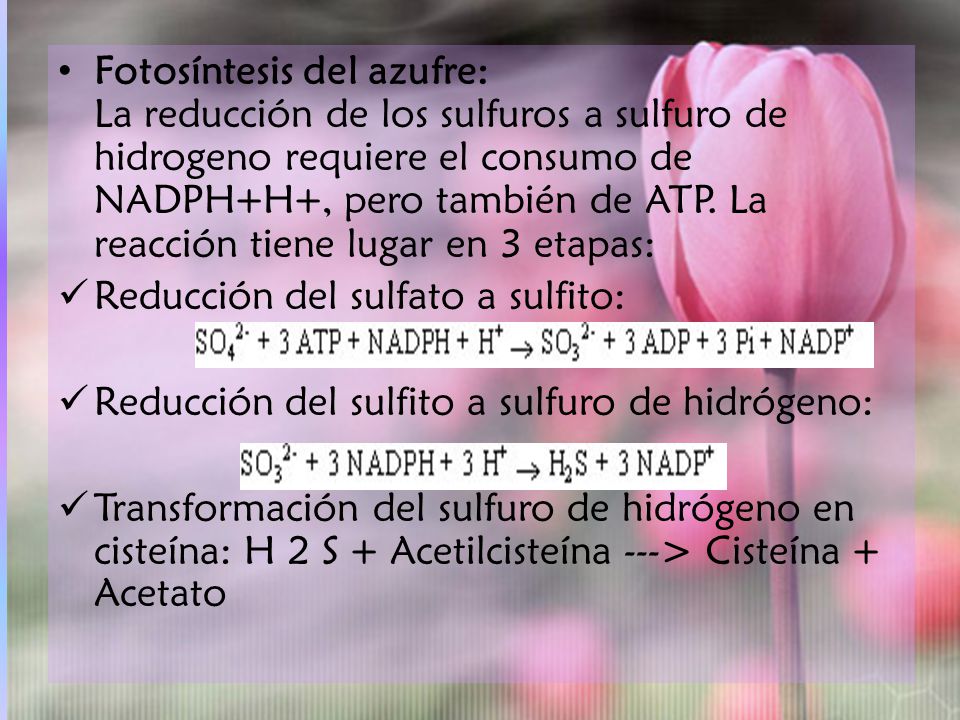 Fotosíntesis del azufre: La reducción de los sulfuros a sulfuro de hidrogeno requiere el consumo de NADPH+H+, pero también de ATP. La reacción tiene lugar en 3 etapas: