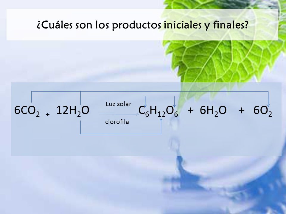 ¿Cuáles son los productos iniciales y finales