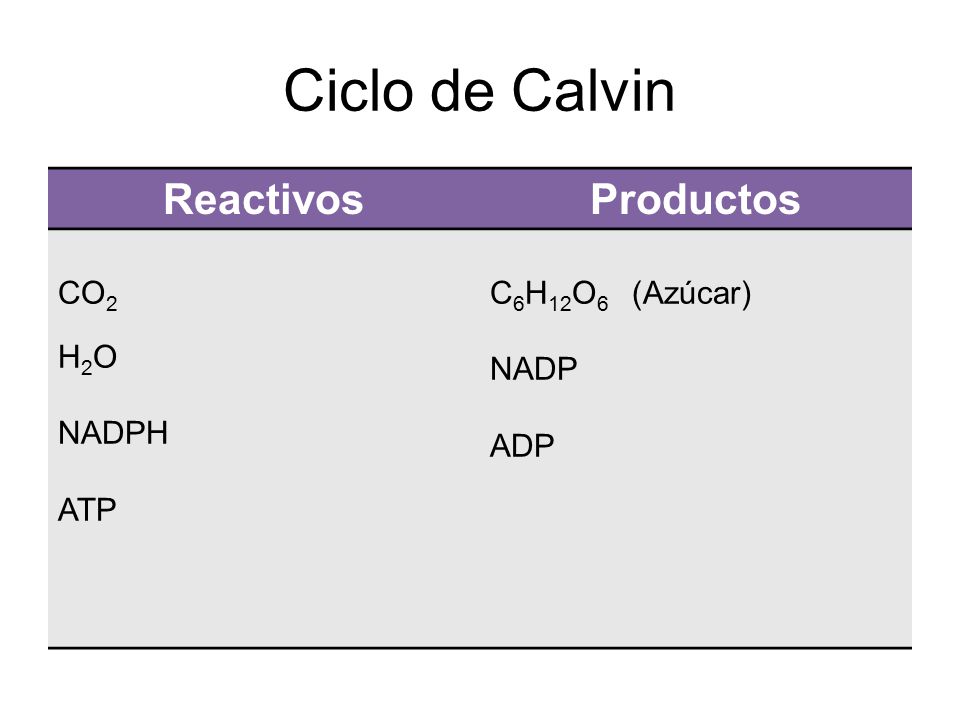 Ciclo de Calvin Reactivos Productos CO2 H2O NADPH ATP C6H12O6 (Azúcar)