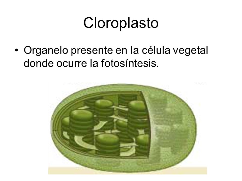 Cloroplasto Organelo presente en la célula vegetal donde ocurre la fotosíntesis.