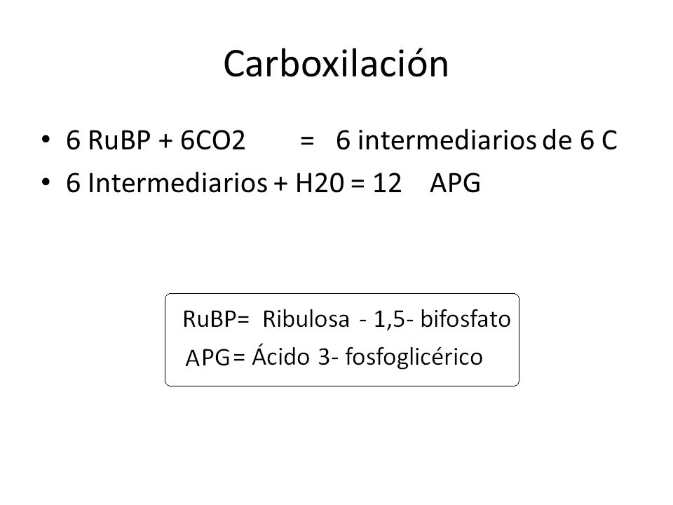 Carboxilación 6 RuBP + 6CO2 = 6 intermediarios de 6 C