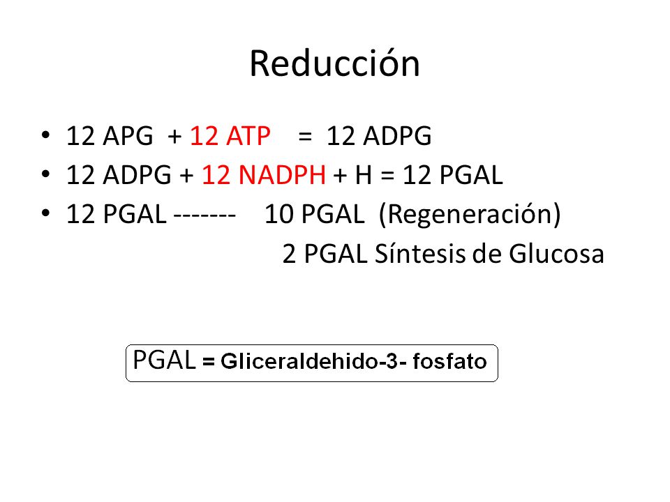 Reducción 12 APG + 12 ATP = 12 ADPG 12 ADPG + 12 NADPH + H = 12 PGAL