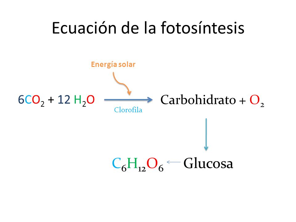 Ecuación de la fotosíntesis
