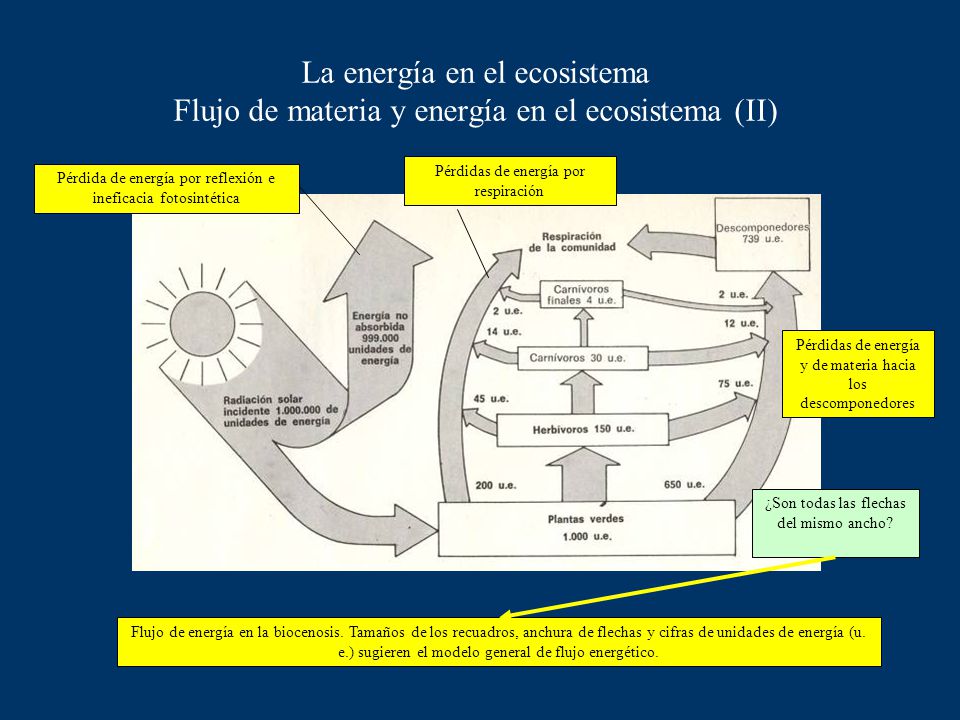 La energía en el ecosistema Flujo de materia y energía en el ecosistema (II)