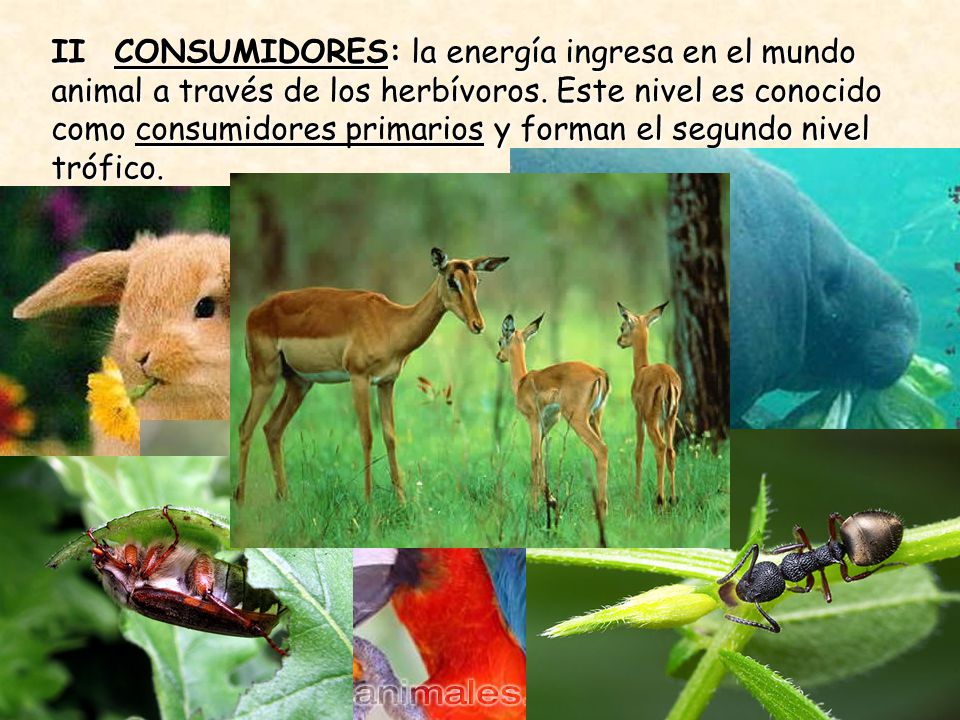 II CONSUMIDORES: la energía ingresa en el mundo animal a través de los herbívoros.