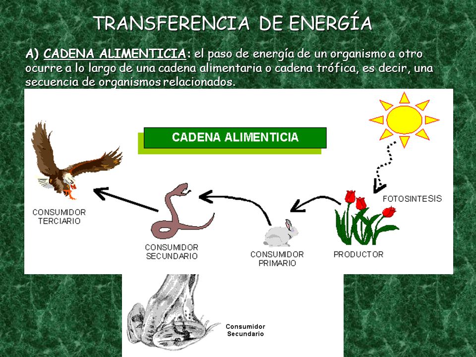 TRANSFERENCIA DE ENERGÍA