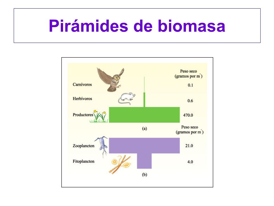 Pirámides de biomasa