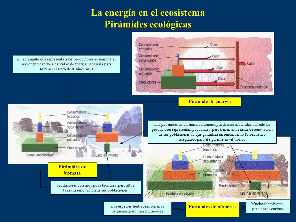 La energía en el ecosistema Pirámides ecológicas