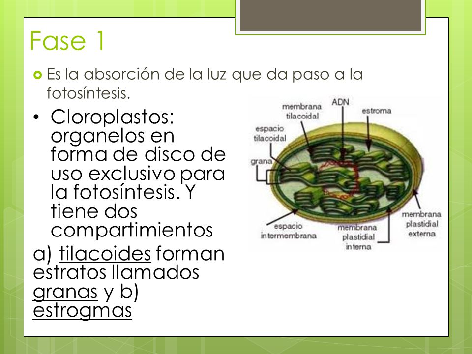 Fase 1 Es la absorción de la luz que da paso a la fotosíntesis.