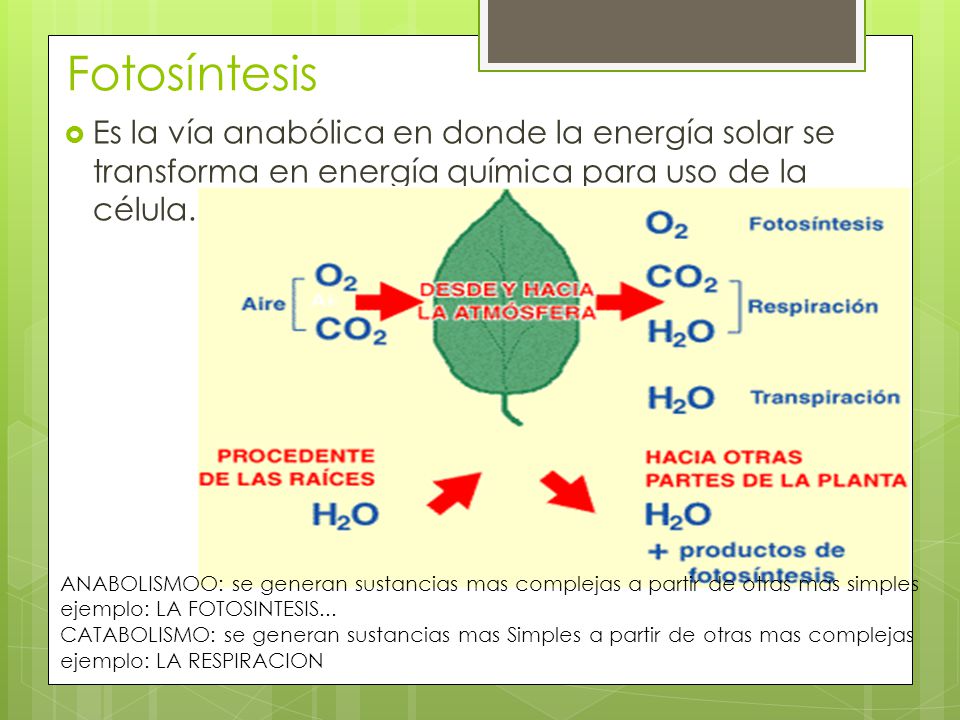 Fotosíntesis Es la vía anabólica en donde la energía solar se transforma en energía química para uso de la célula.