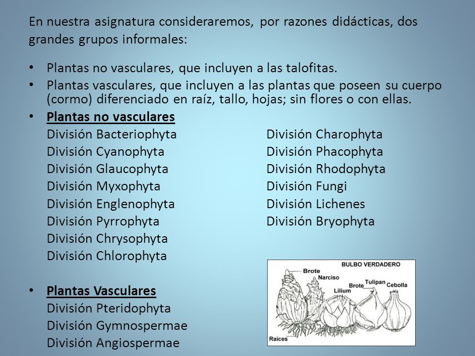 En nuestra asignatura consideraremos, por razones didácticas, dos grandes grupos informales:
