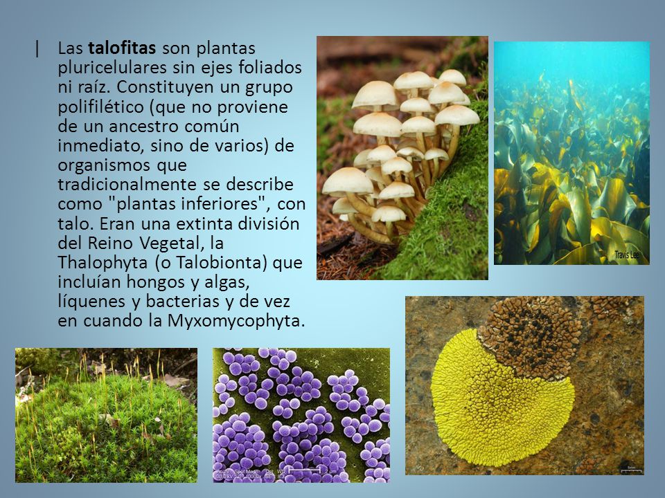 |. Las talofitas son plantas pluricelulares sin ejes foliados ni raíz