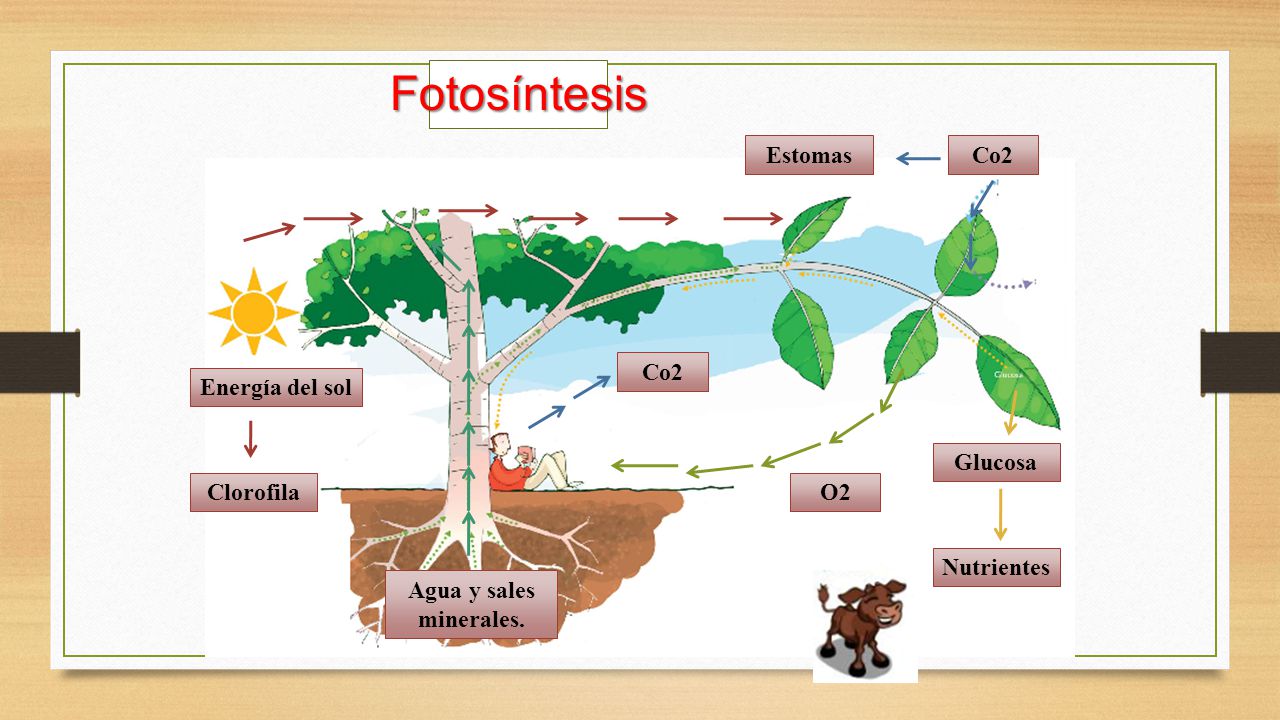 Fotosíntesis Estomas Co2 Co2 Energía del sol Glucosa Clorofila O2