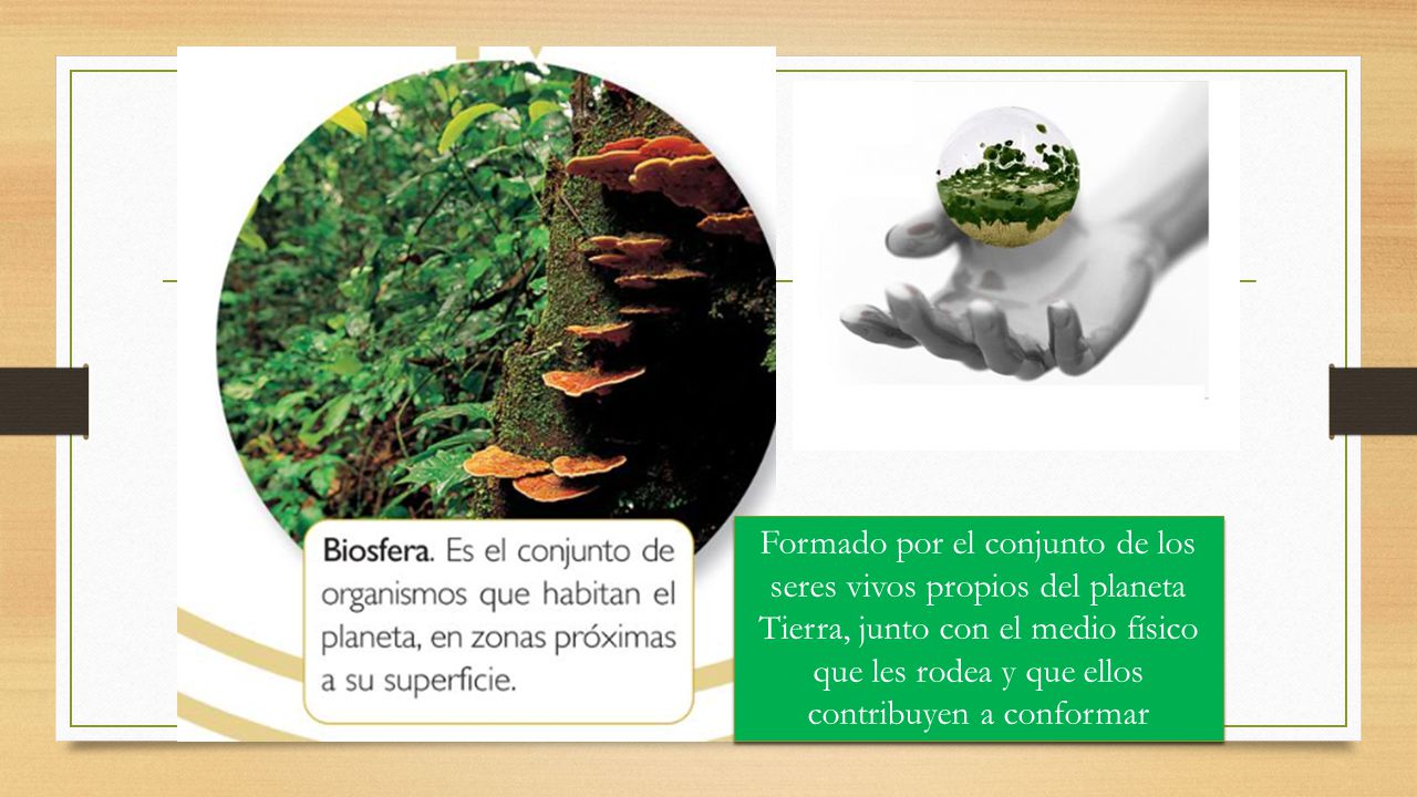 Formado por el conjunto de los seres vivos propios del planeta Tierra, junto con el medio físico que les rodea y que ellos contribuyen a conformar