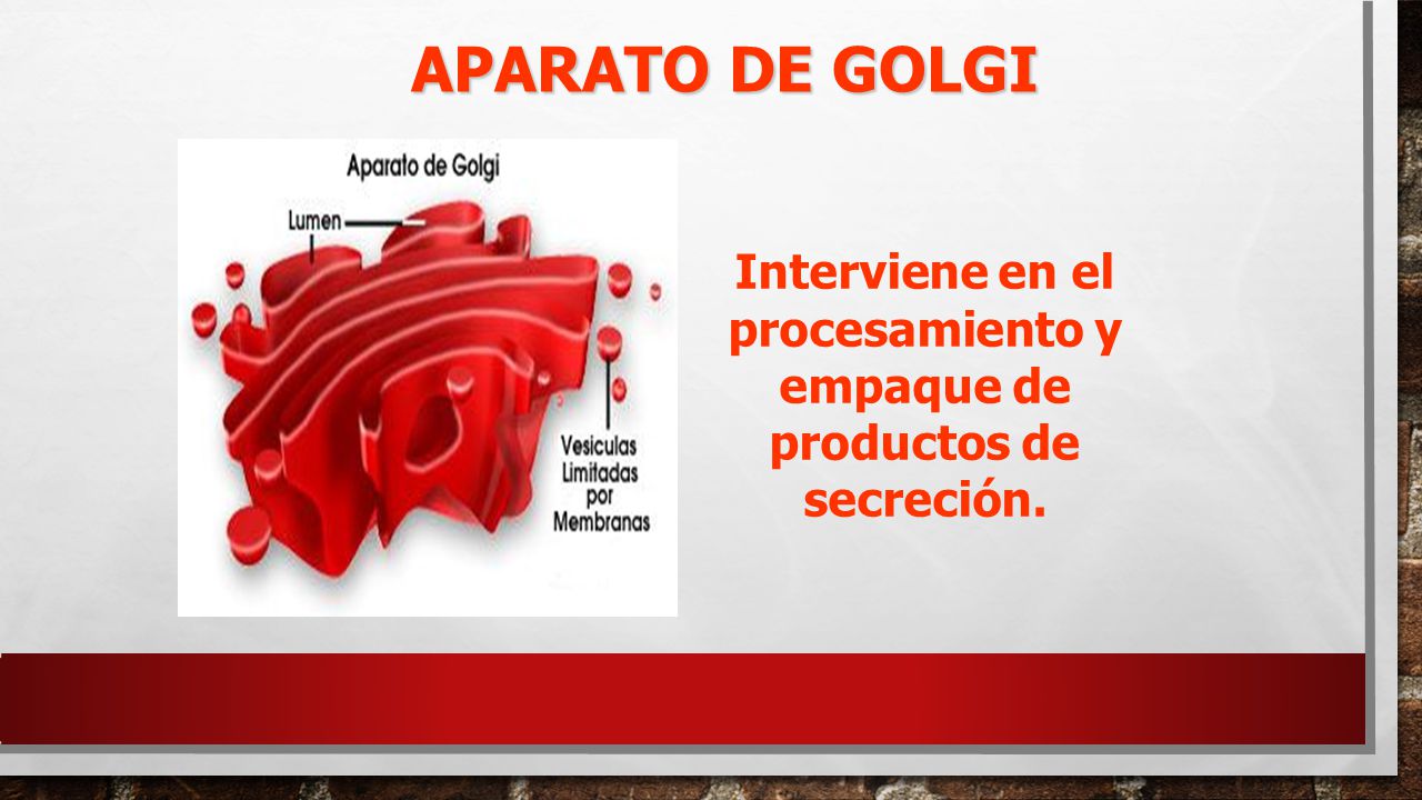 Interviene en el procesamiento y empaque de productos de secreción.