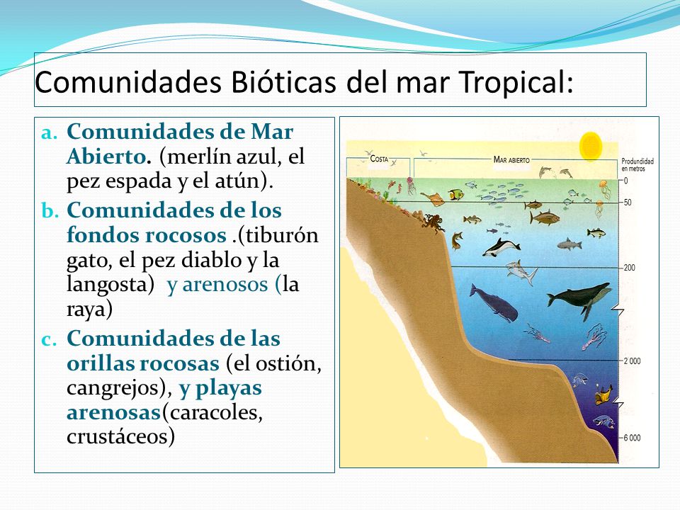 Comunidades Bióticas del mar Tropical: