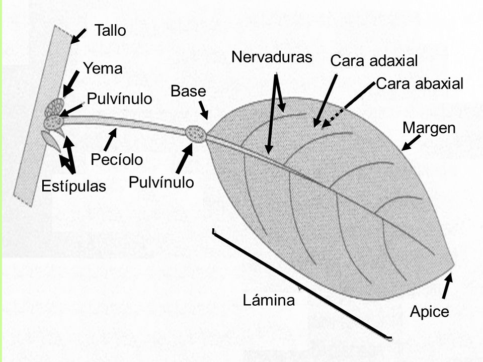 Tallo Nervaduras. Cara adaxial. Yema. Cara abaxial. Base. Pulvínulo. Margen. Pecíolo. Pulvínulo.