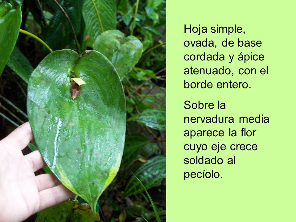 Hoja simple, ovada, de base cordada y ápice atenuado, con el borde entero.