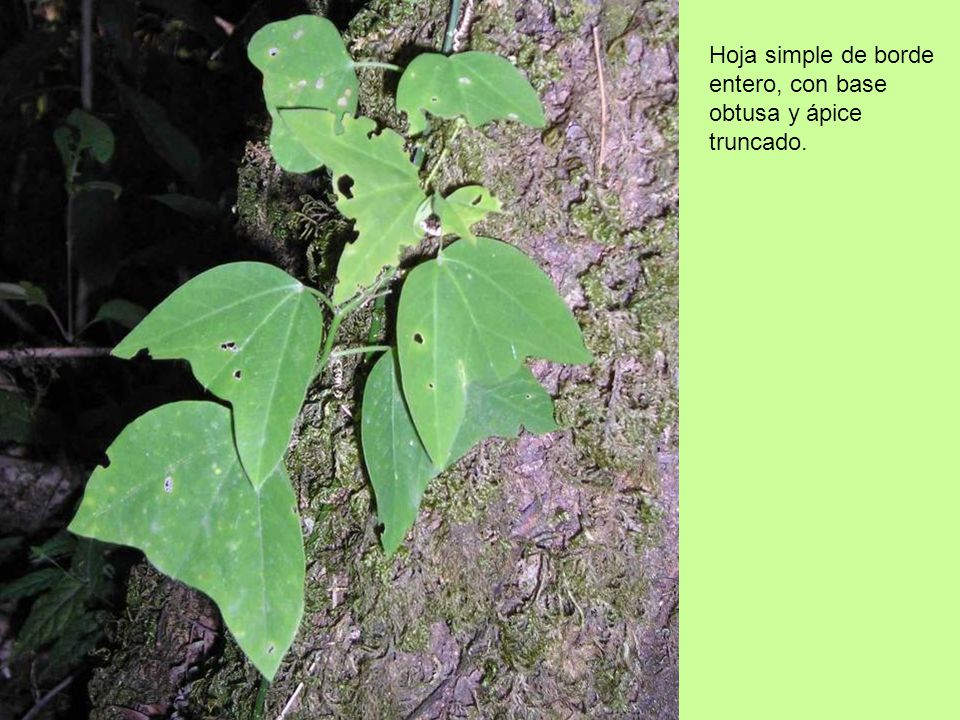 Hoja simple de borde entero, con base obtusa y ápice truncado.