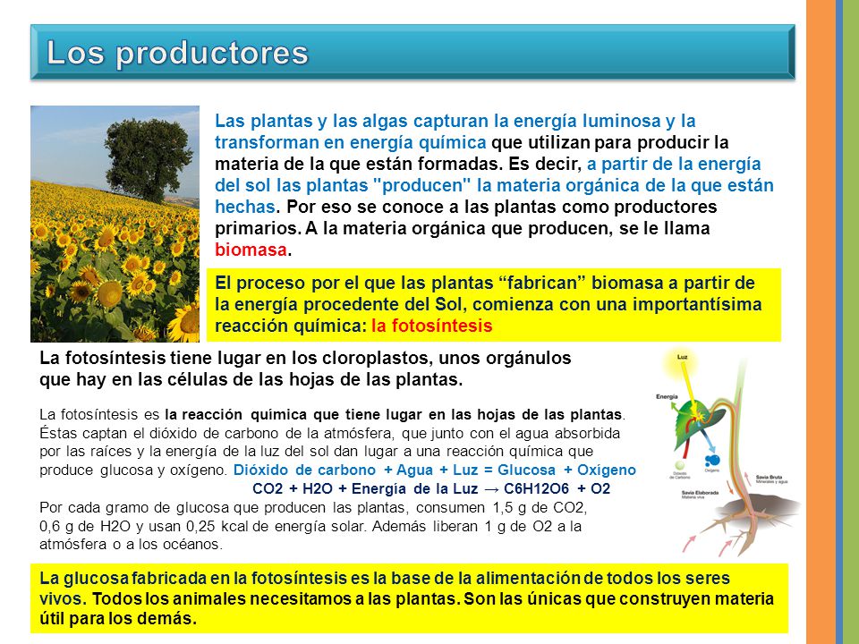 CO2 + H2O + Energía de la Luz → C6H12O6 + O2