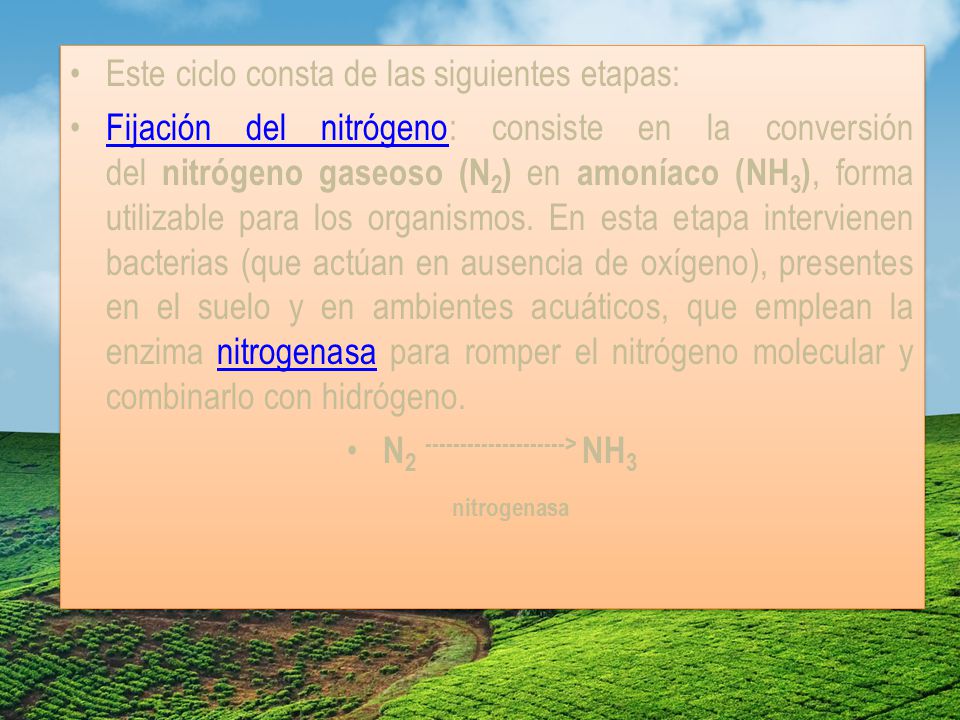 N > NH3 nitrogenasa