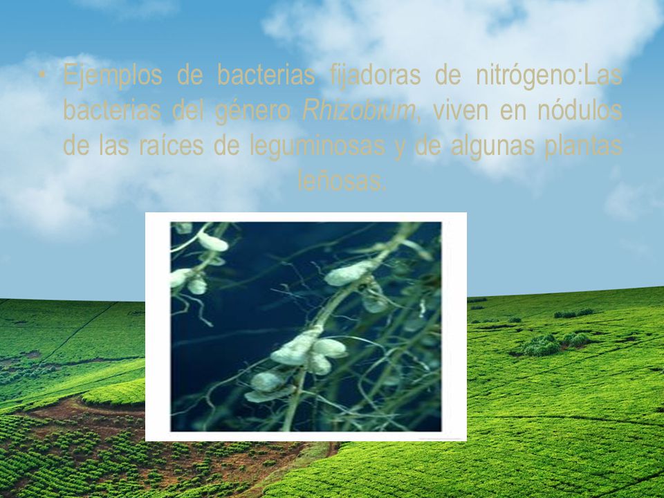 Ejemplos de bacterias fijadoras de nitrógeno:Las bacterias del género Rhizobium, viven en nódulos de las raíces de leguminosas y de algunas plantas leñosas.