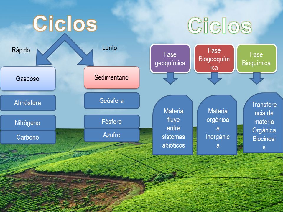 Ciclos Ciclos Lento Rápido Fase geoquímica Fase Biogeoquímica