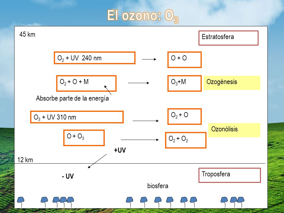 El ozono: O3 45 km Estratosfera O2 + UV 240 nm O + O O2 + O + M O3+M