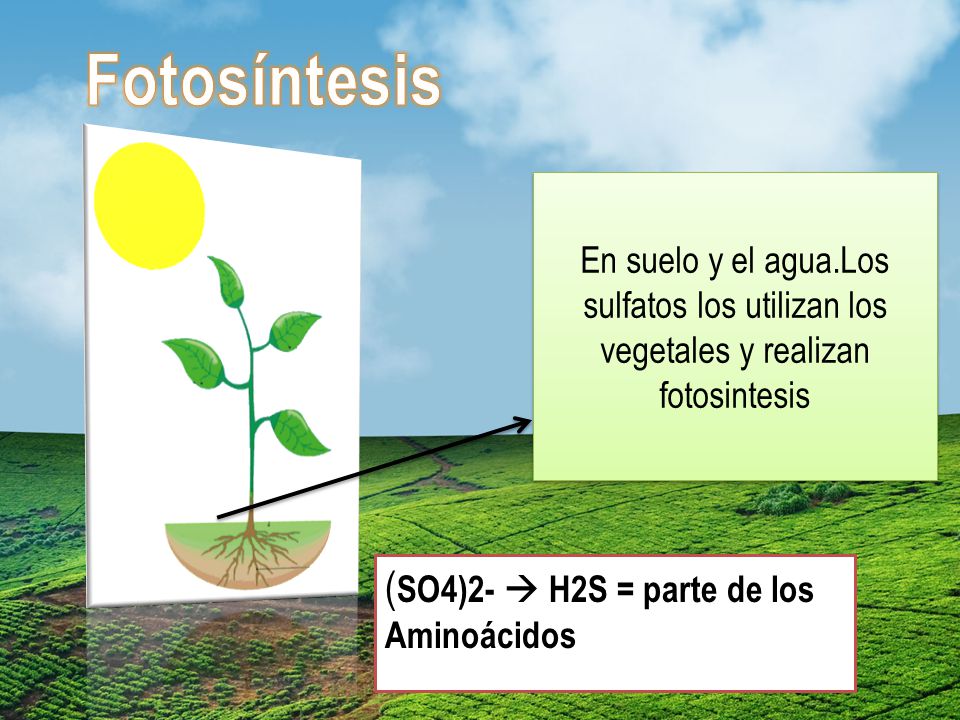 Fotosíntesis (SO4)2-  H2S = parte de los Aminoácidos