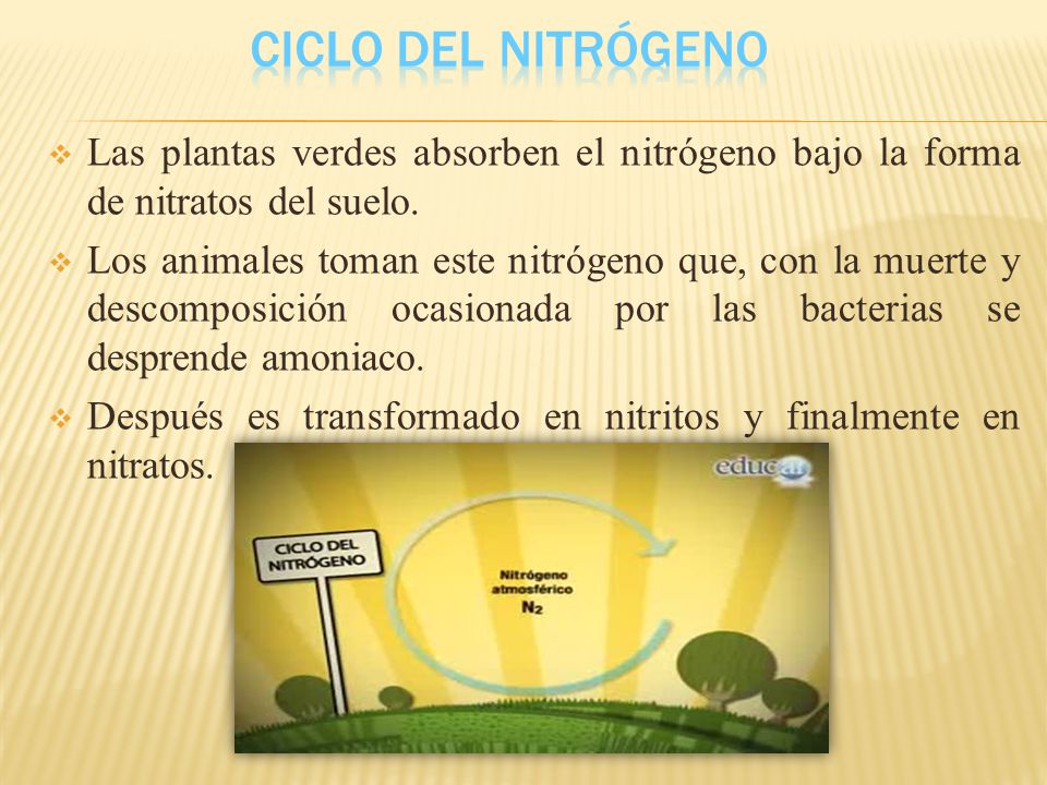 Ciclo del Nitrógeno Las plantas verdes absorben el nitrógeno bajo la forma de nitratos del suelo.