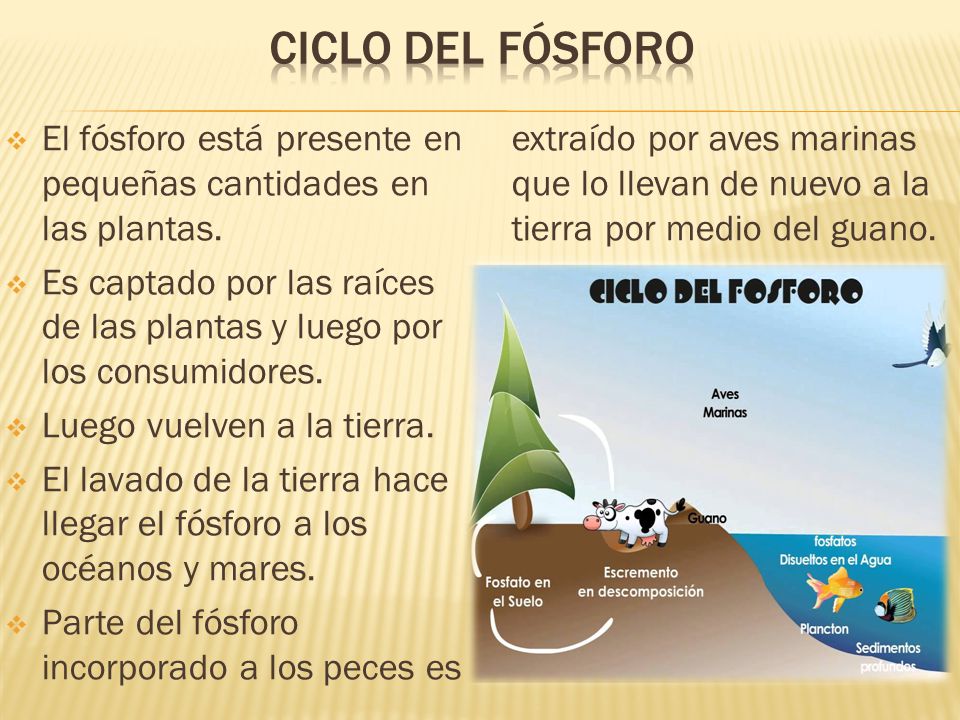 Ciclo del Fósforo Parte del fósforo incorporado a los peces es extraído por aves marinas que lo llevan de nuevo a la tierra por medio del guano.