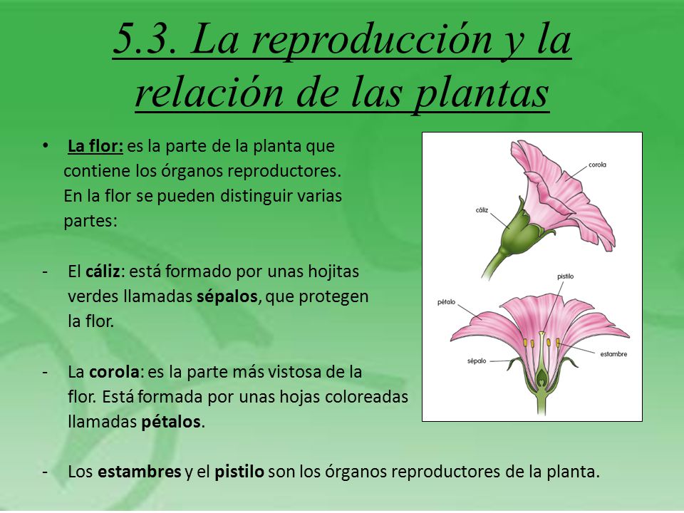 5.3. La reproducción y la relación de las plantas