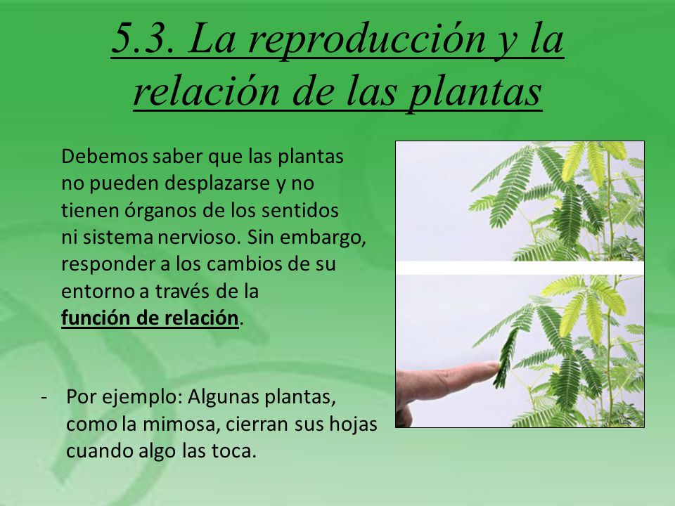 5.3. La reproducción y la relación de las plantas