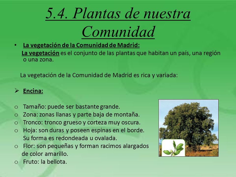 5.4. Plantas de nuestra Comunidad